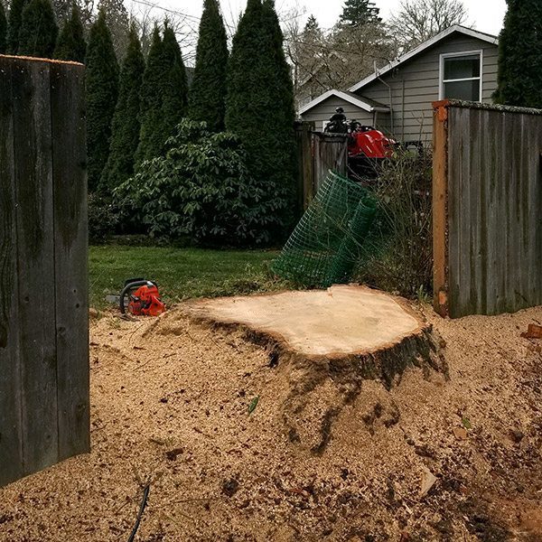 Stump Removal Service Salem, Oregon Corvallis Albany Jacob’s